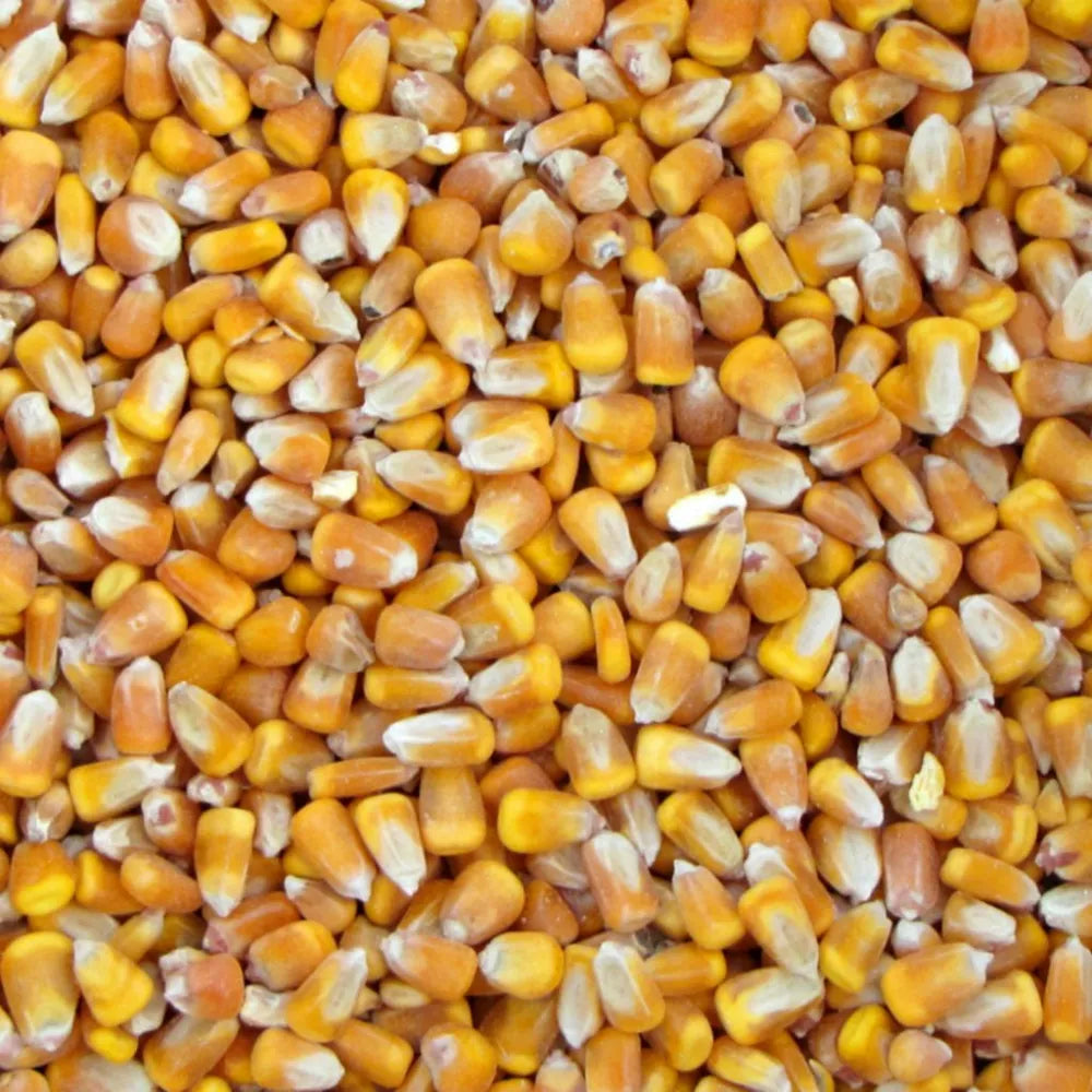 Deer Feeder Corn