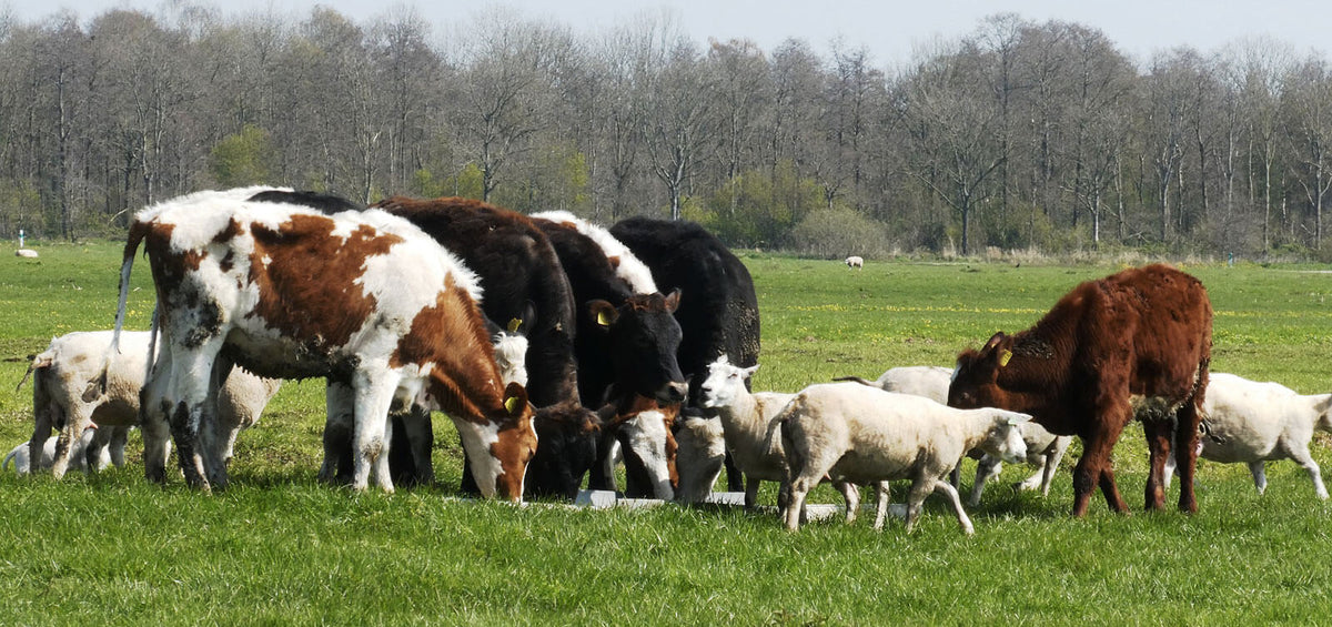 Livestock Supplements
