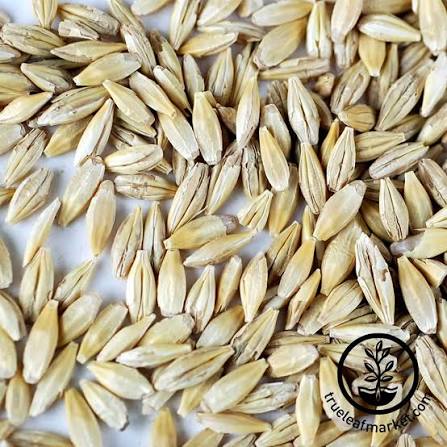 Barley Cover Crop