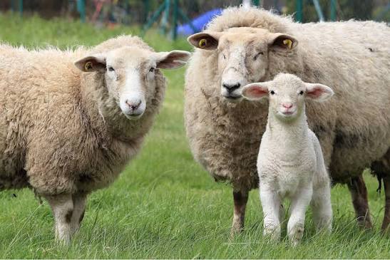 Nutrient-Dense Meat (Sheep)