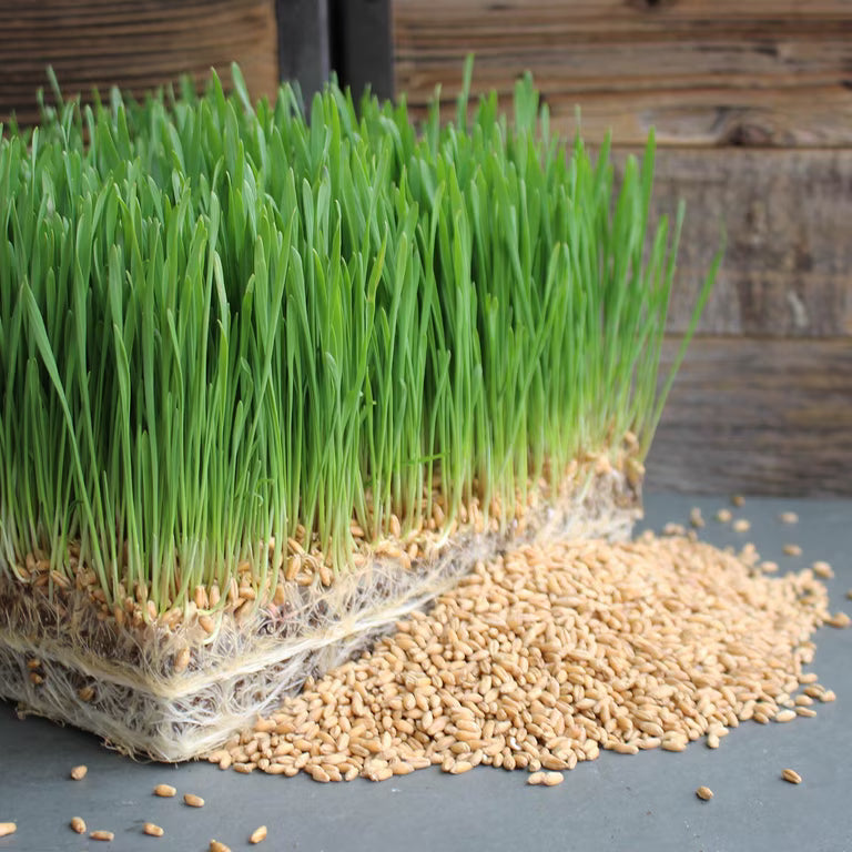 Triticale Cover Crop Seed